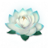 天山雪莲.png