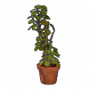 镜面草.png