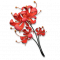 龙爪花.png