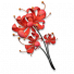 龙爪花.png