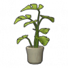 银羽蔓芋.png