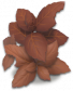巧克力薄荷.png