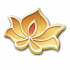 金叶莲.png
