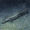 白海豚.jpg