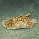 亚马逊淡水鳐鱼.jpg