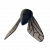蝇蝇翅膀.png