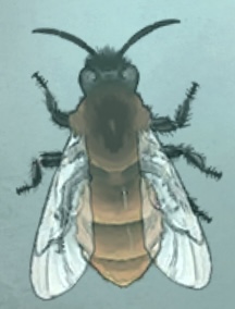 普林尼的标本 地花蜂.png