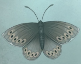 普林尼的标本 黑珠红眼蝶.png