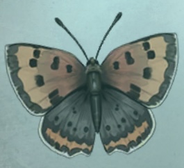 普林尼的标本 红灰蝶.png