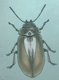普林尼的标本 沼甲.png