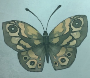 普林尼的标本 毛眼蝶.png
