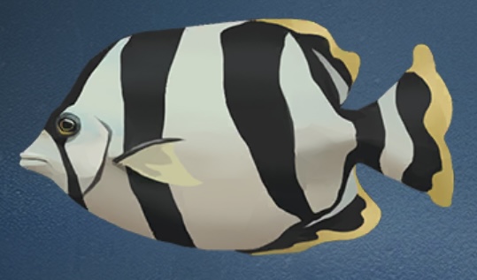 炽夏海声 鞍斑蝴蝶鱼.png