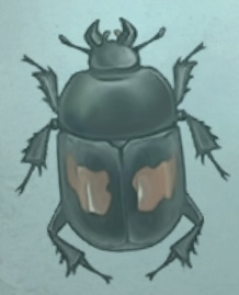 普林尼的标本 阎甲.png