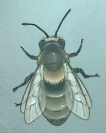 普林尼的标本 地蜂.png