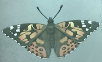普林尼的标本 小红蛱蝶.png