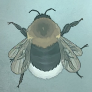 普林尼的标本 眠熊蜂.png