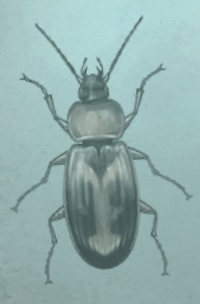 普林尼的标本 缘速步甲.png