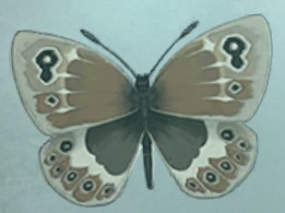 普林尼的标本 珍眼蝶.png