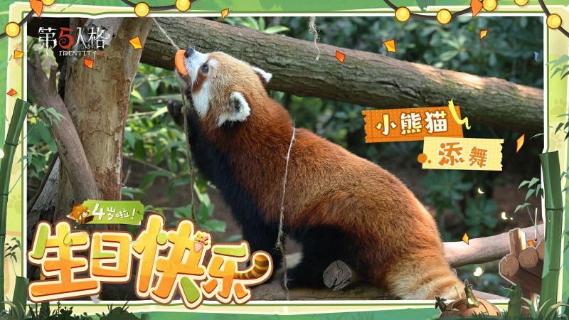 文件:20250618 2025年小熊猫添舞生日.jpg