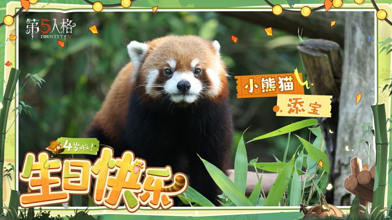 文件:20250618 2025年小熊猫添宝生日.jpg