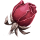未绽枯蕾.png