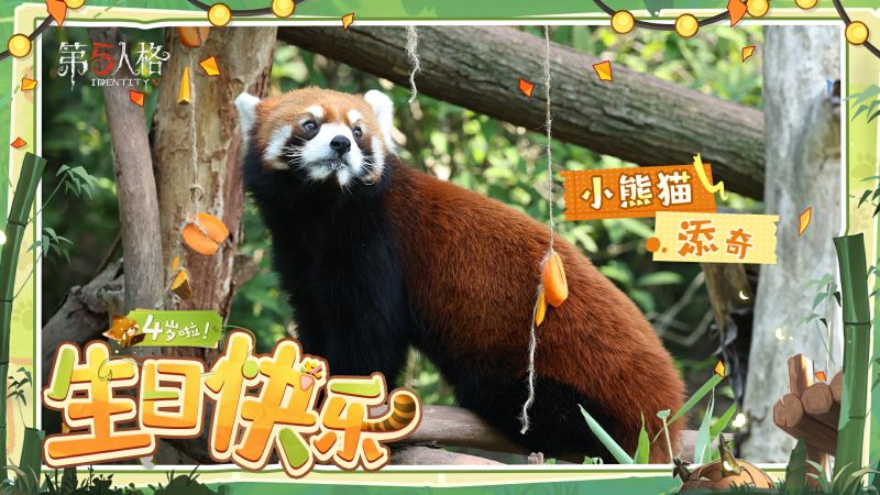 文件:20250618 2025年小熊猫添奇生日.jpg