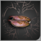 头像珍贵的鱼.png