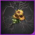 头像金盏花.png