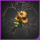 头像金盏花.png