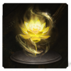 头像金莲花.png