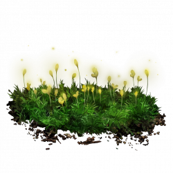 洞窟苔藓的花苞.png