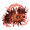 红雷花.png