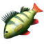 鲜鱼.png
