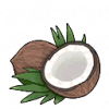 新鲜椰子