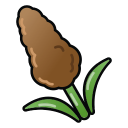 高粱.png