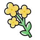 油菜.png