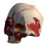 人类颅骨.png