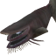 黑水鱼.png