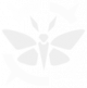 鳞粉散落.png