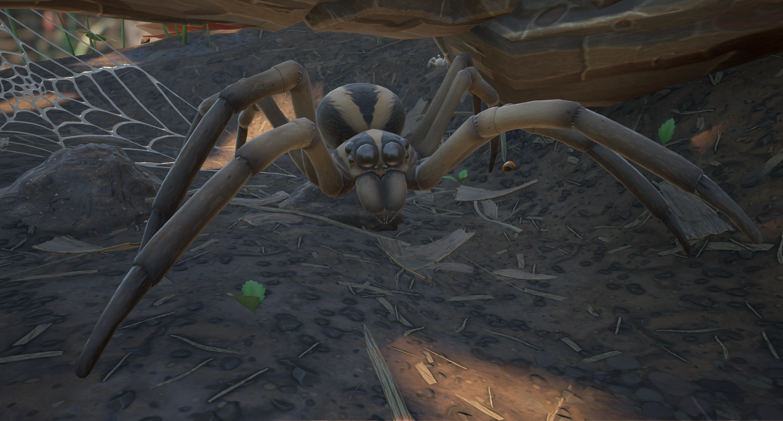 Wolf Spider.png