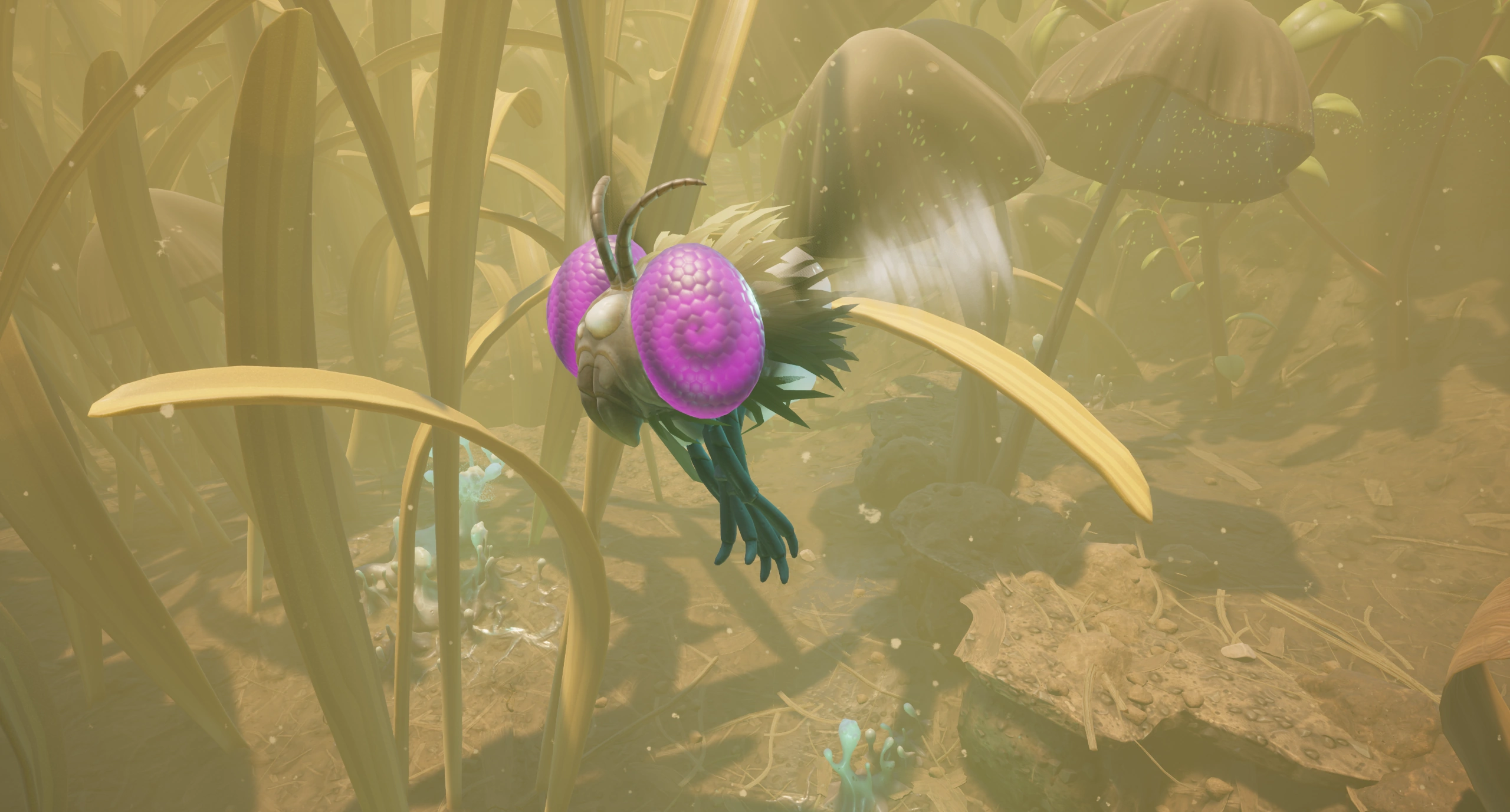 Infected Gnat.png