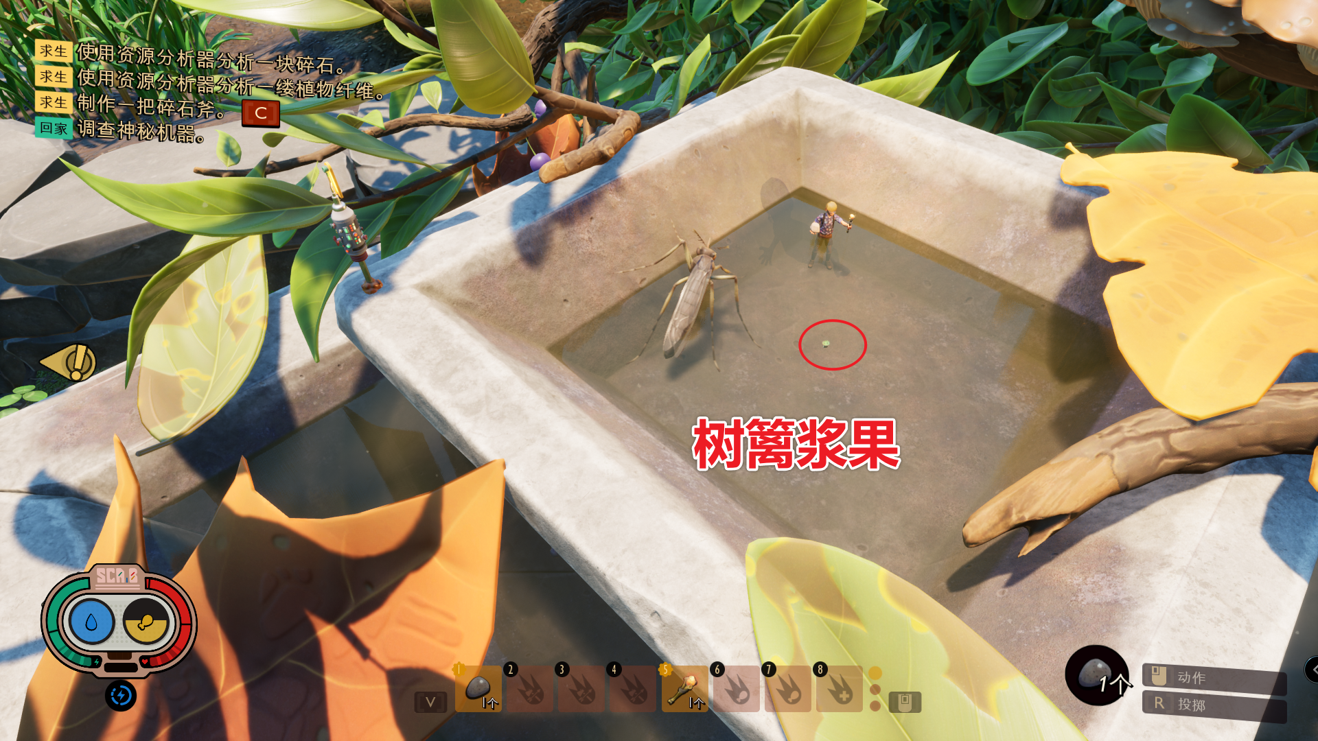 树篱浆果 图解.png