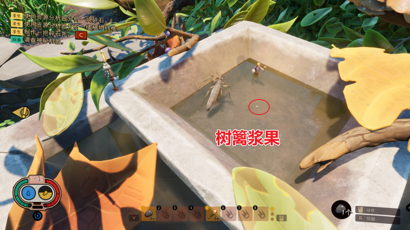 文件:树篱浆果 图解.png