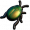 Twinkling Shell.png