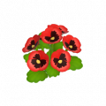 三色堇
