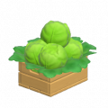 生菜