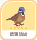 藍頭鶉鳩