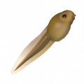 蝌蚪