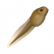 蝌蚪-icon.png