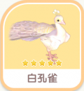 白孔雀